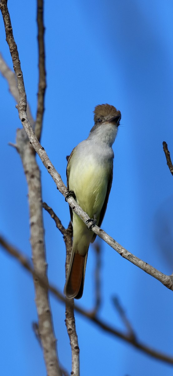 blektyrann - ML646869535