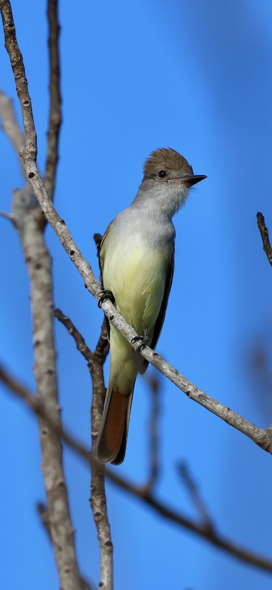 blektyrann - ML646869536