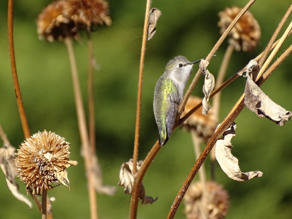 Каліпта аметистовоголова - ML646869538