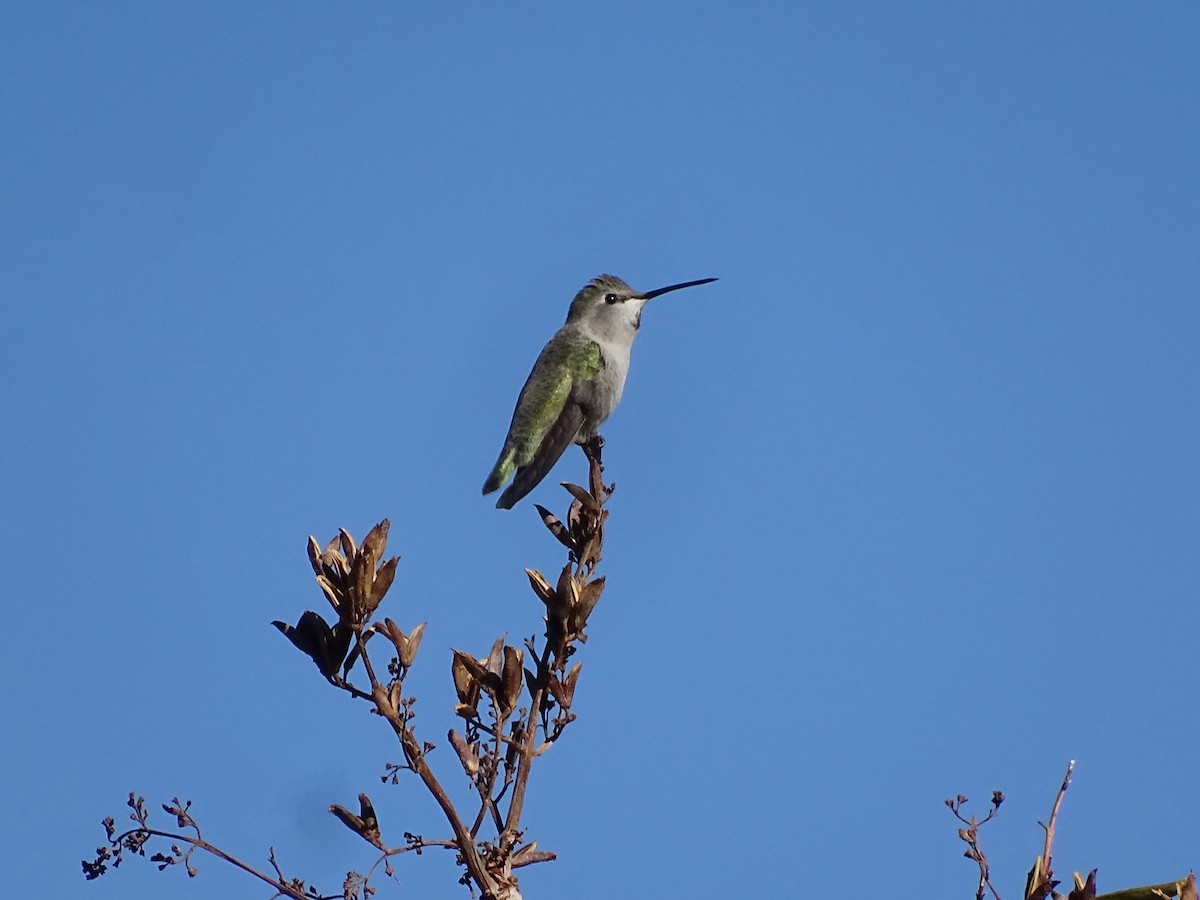 Каліпта аметистовоголова - ML646869539