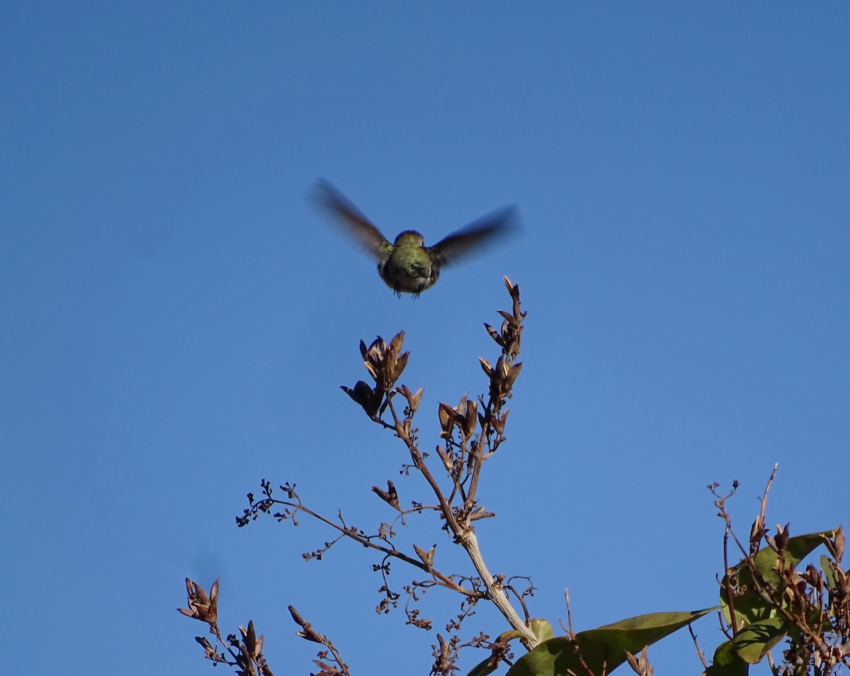 Каліпта аметистовоголова - ML646869540