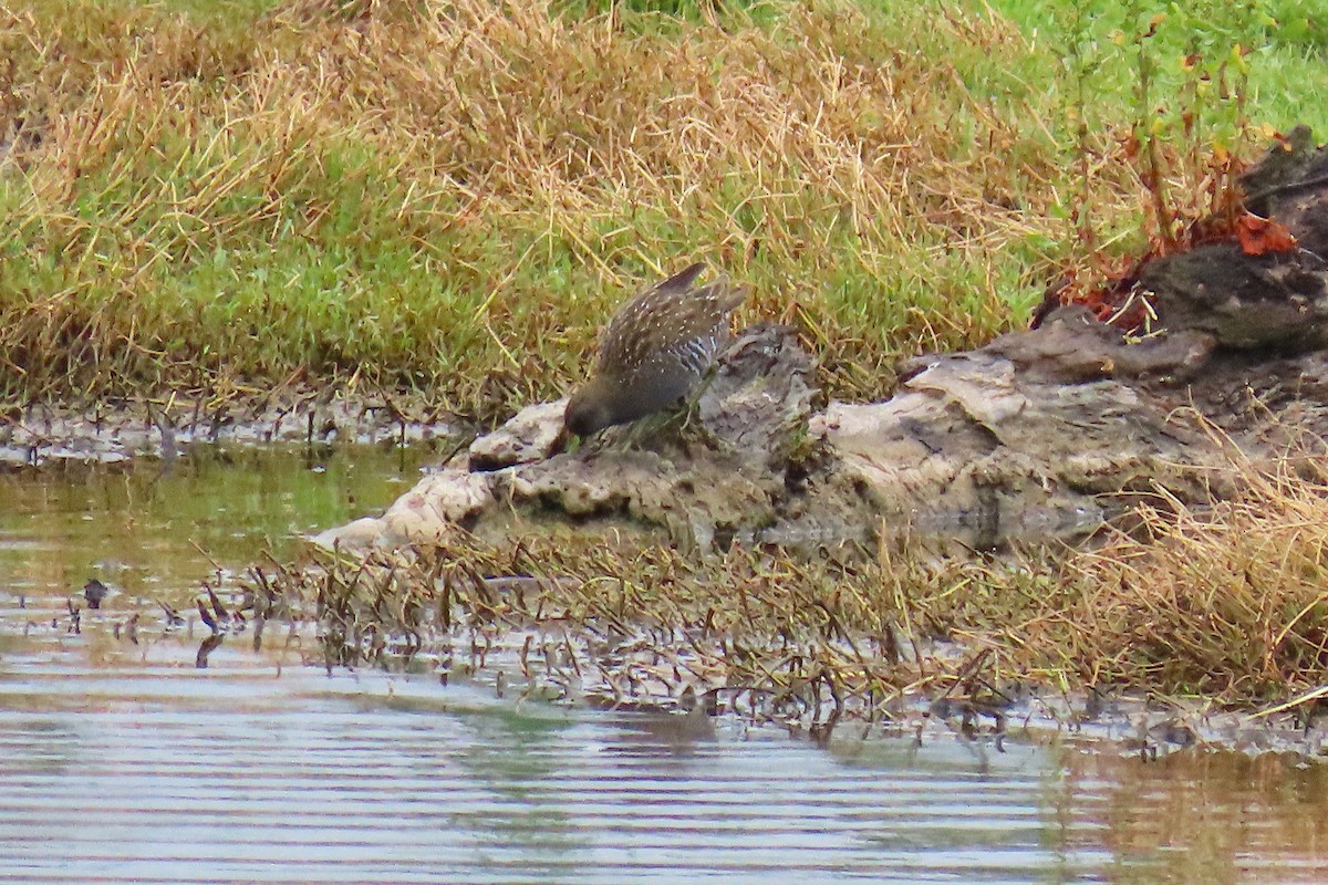 Australian Crake - ML646869543