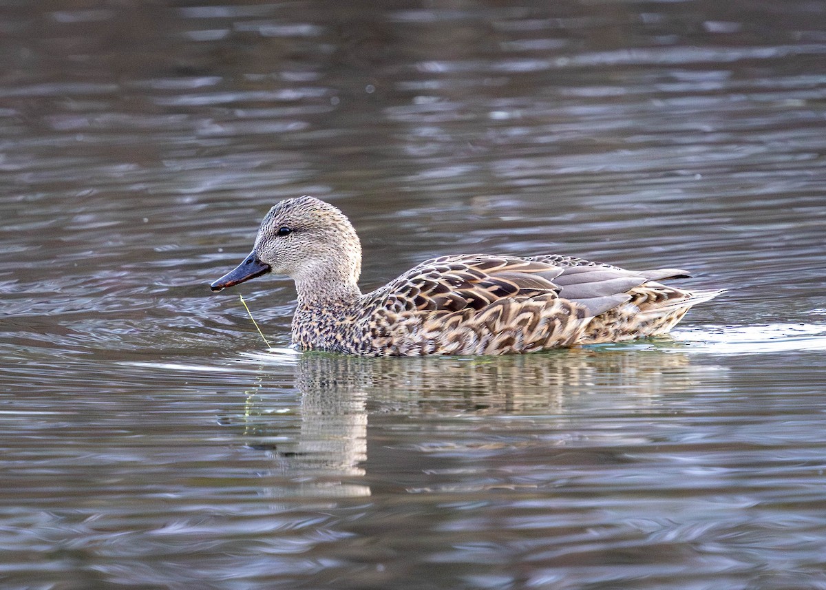 Gadwall - ML646869547