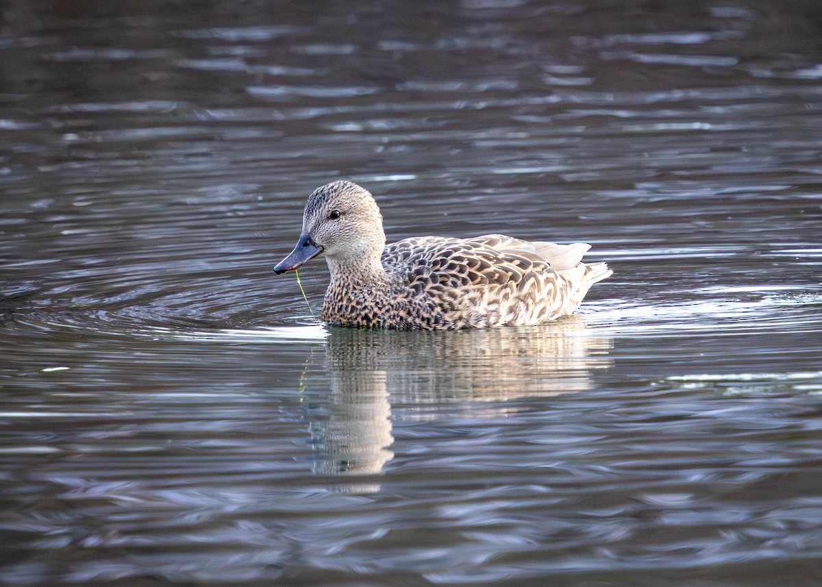 Gadwall - ML646869548