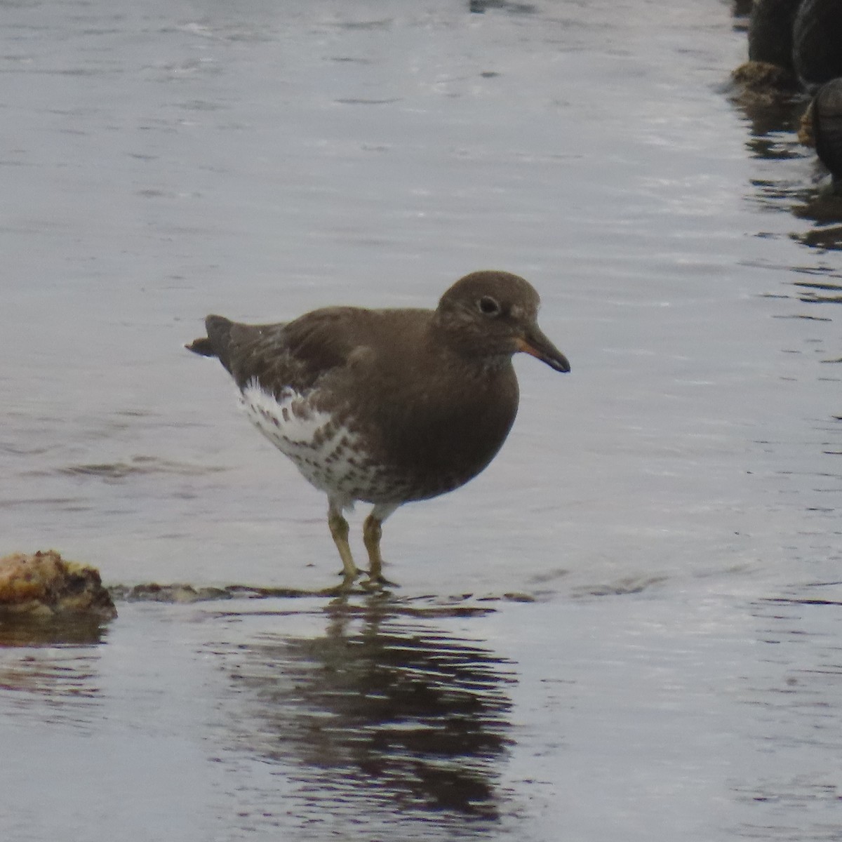 Surfbird - ML646869549