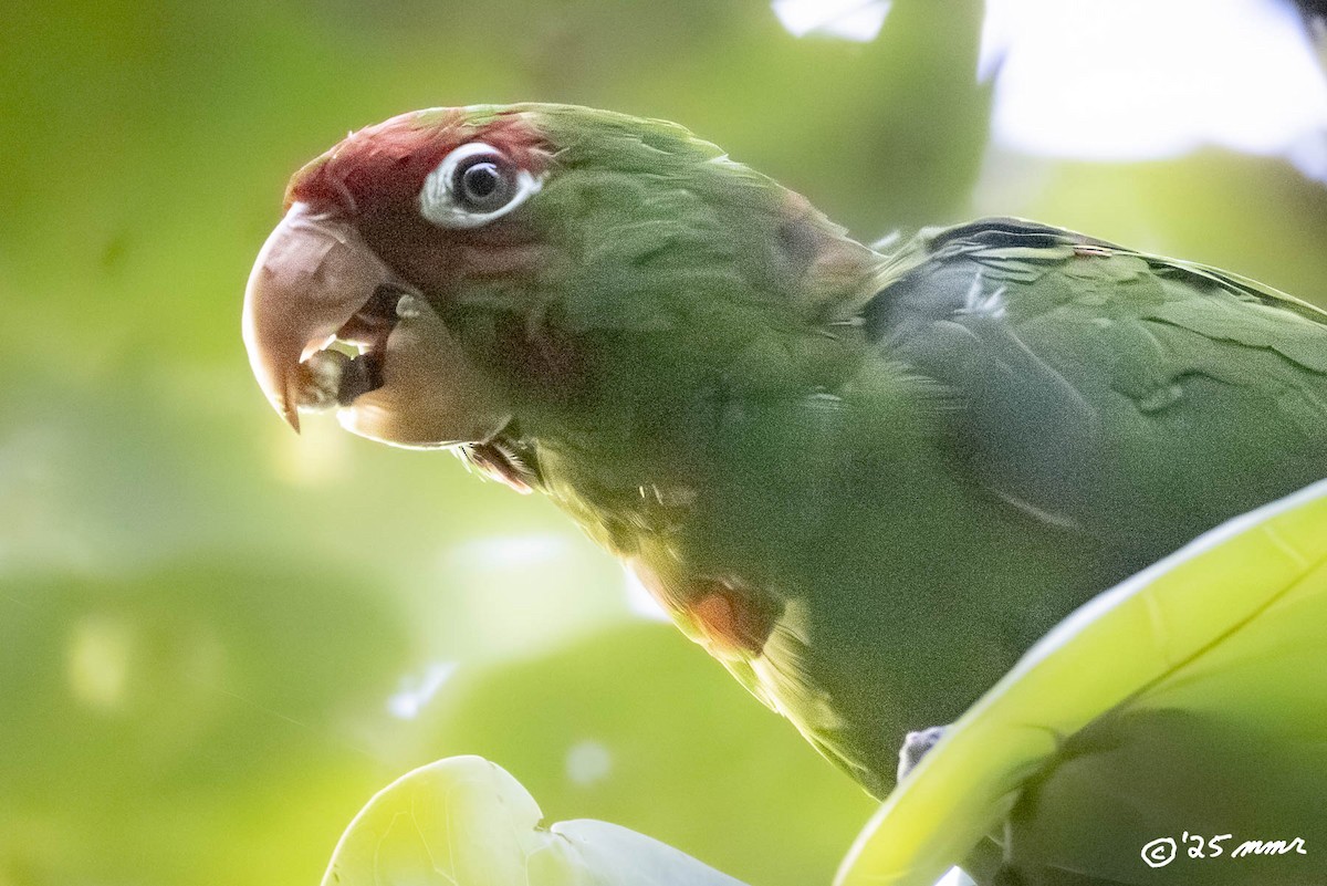 Red-masked Parakeet - ML646869550