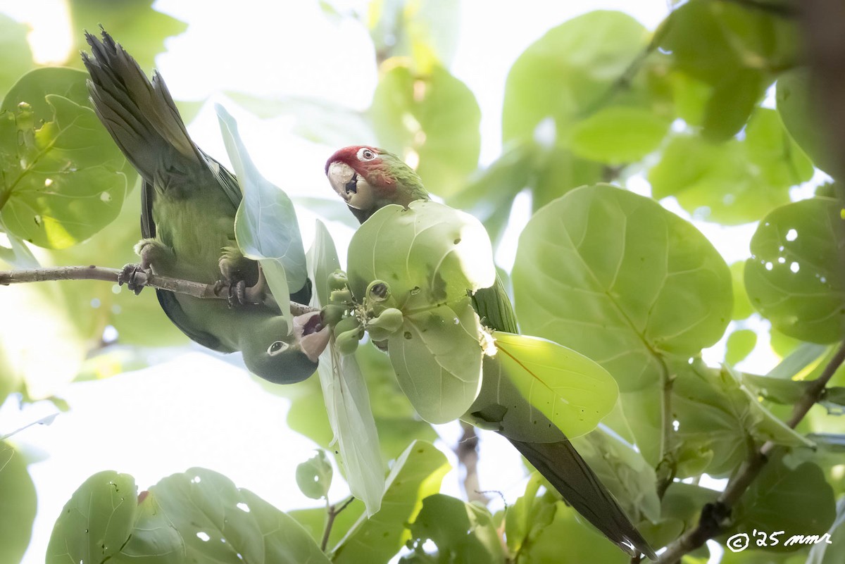 Red-masked Parakeet - ML646869551