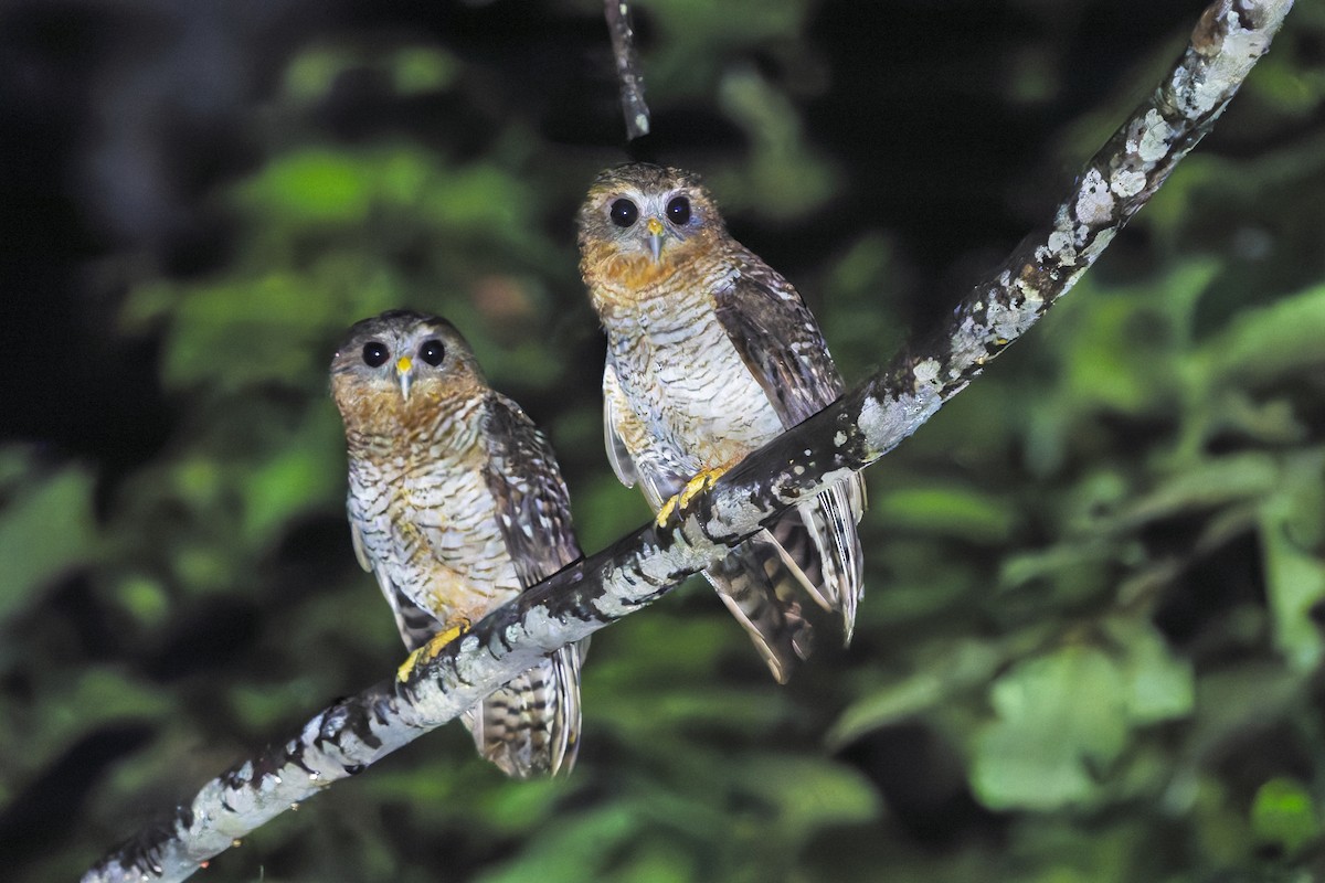 Seram Boobook - ML646869552