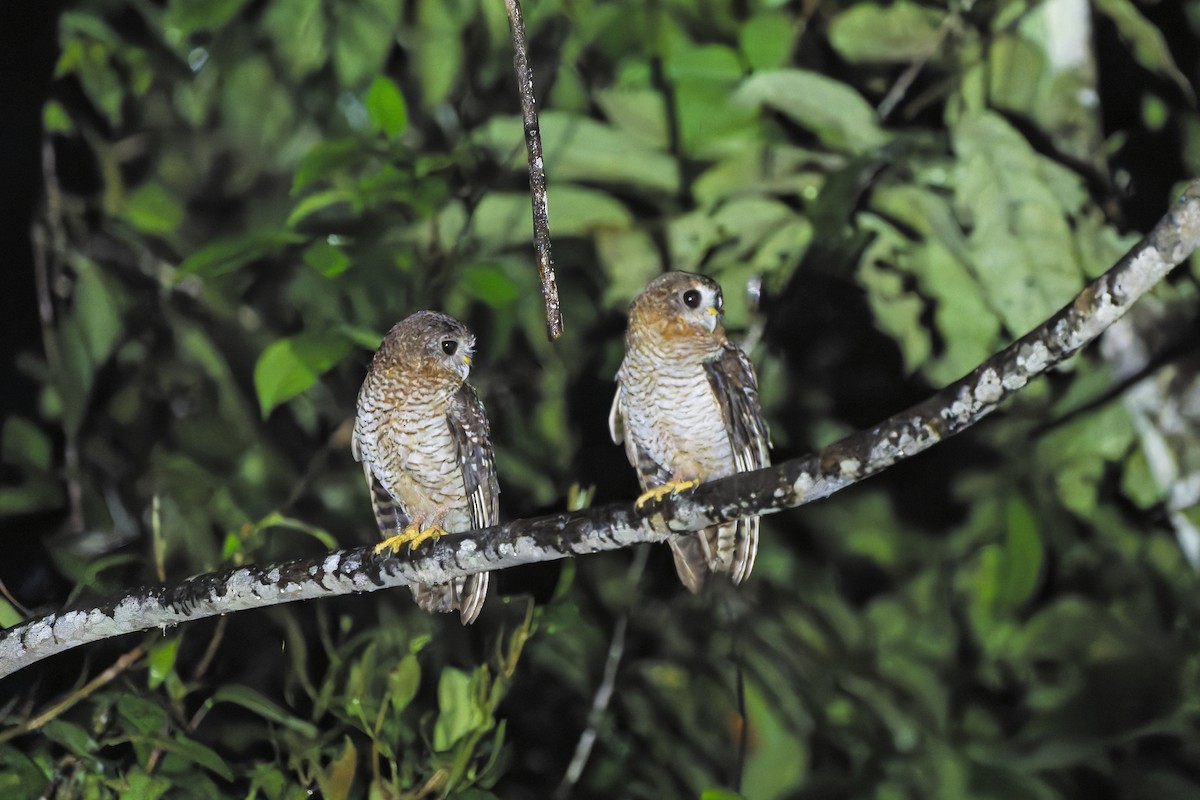 Seram Boobook - ML646869553