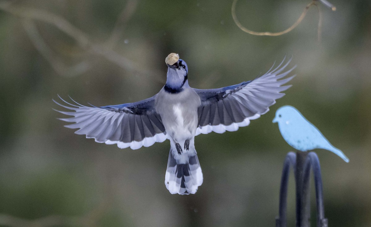 Blue Jay - ML646869557