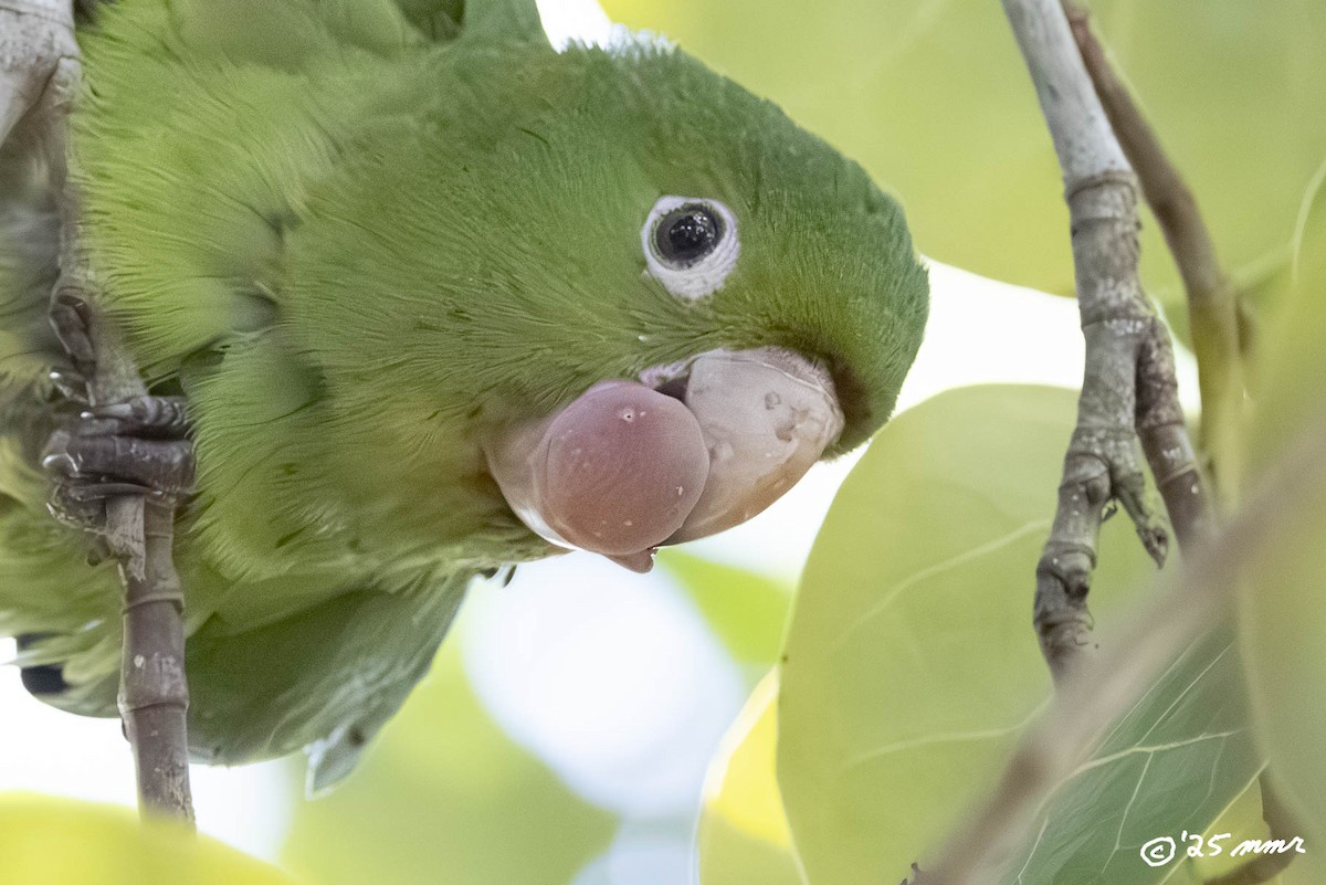 White-eyed Parakeet - ML646869558