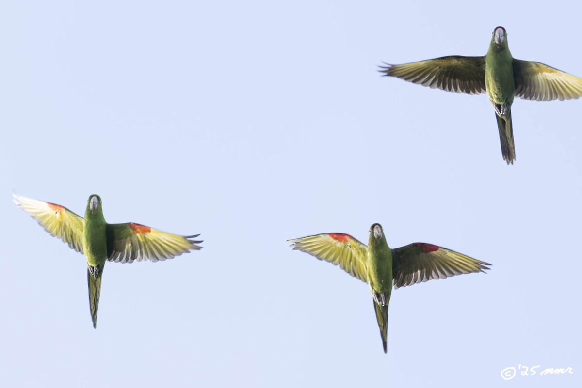 White-eyed Parakeet - ML646869559