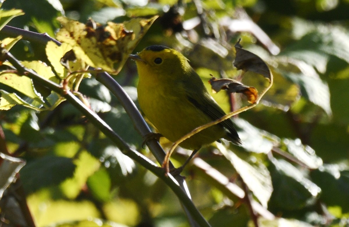 Wilson's Warbler - ML646869560