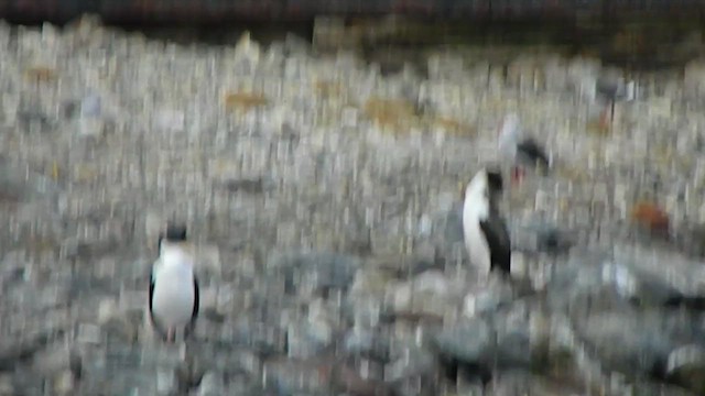 Imperial Cormorant (Imperial) - ML646869572