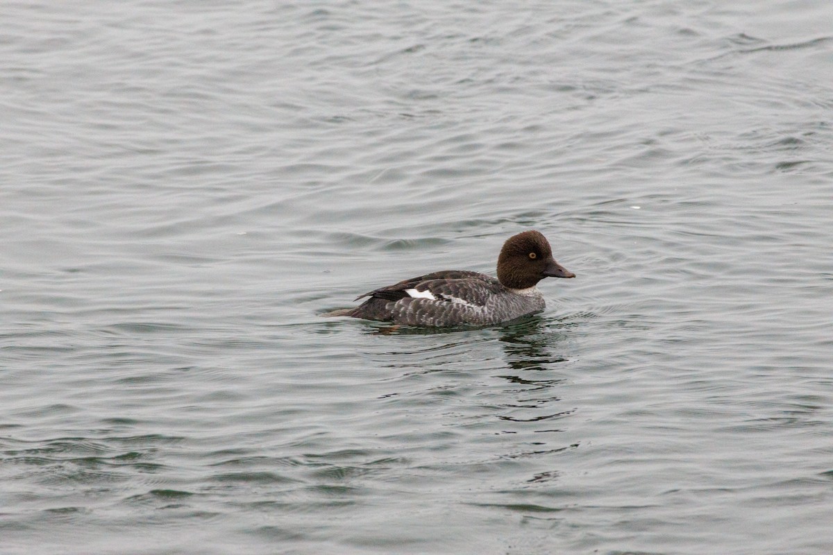 Quattrocchi - ML646869573