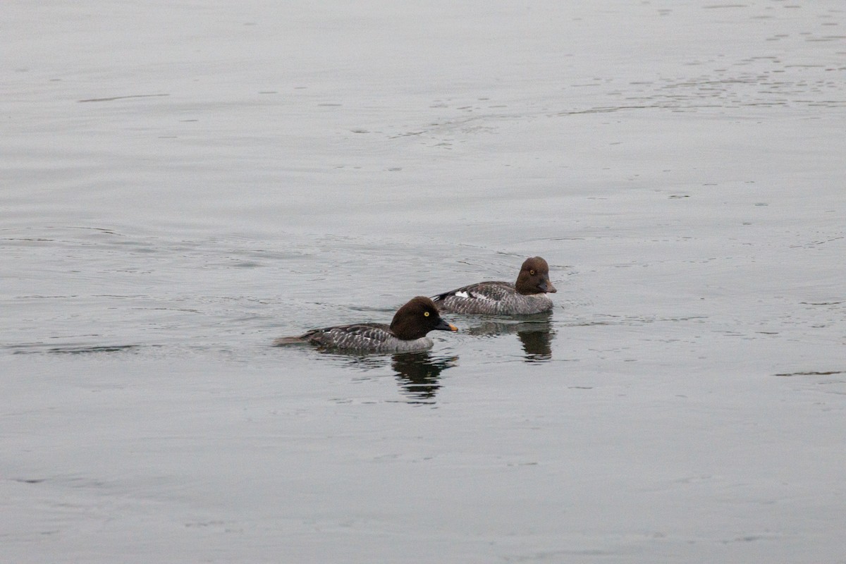 Quattrocchi - ML646869574