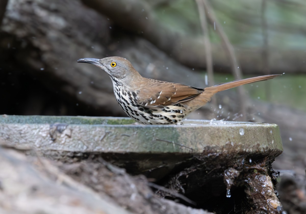 Long-billed Thrasher - ML646869575