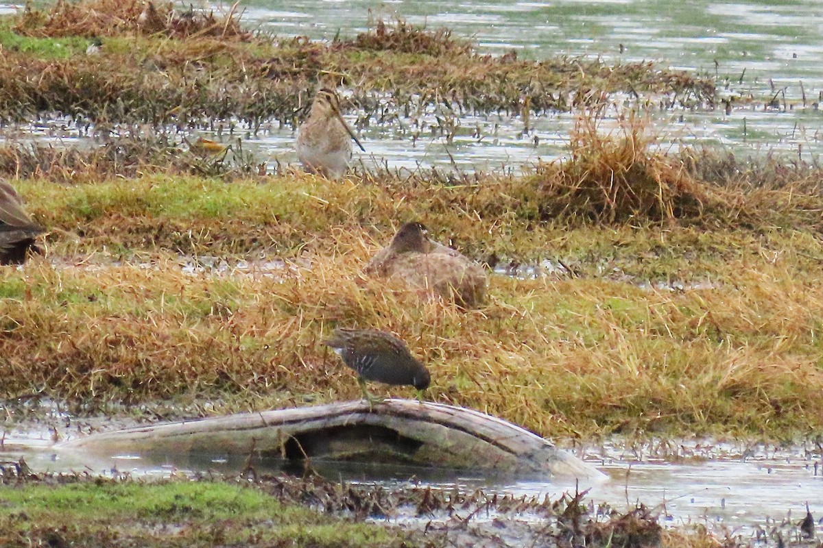 Latham's Snipe - ML646869576