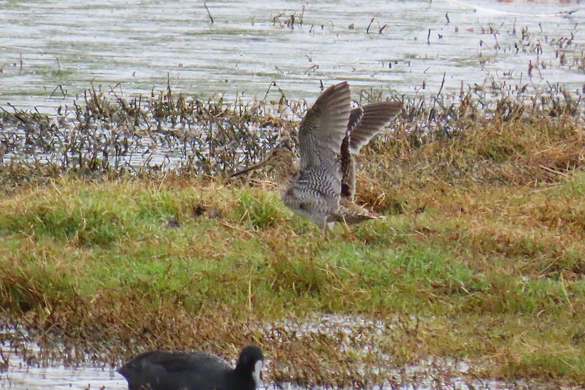 Latham's Snipe - ML646869577