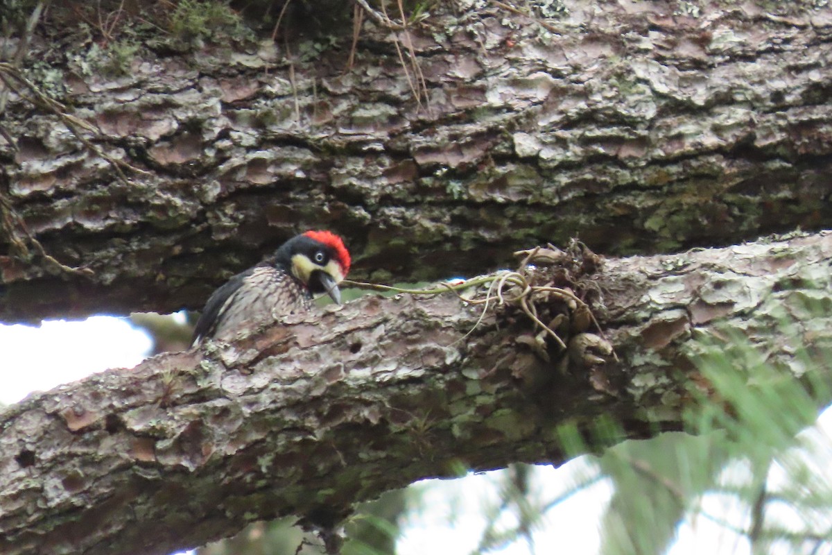 datel sběrač - ML646869578