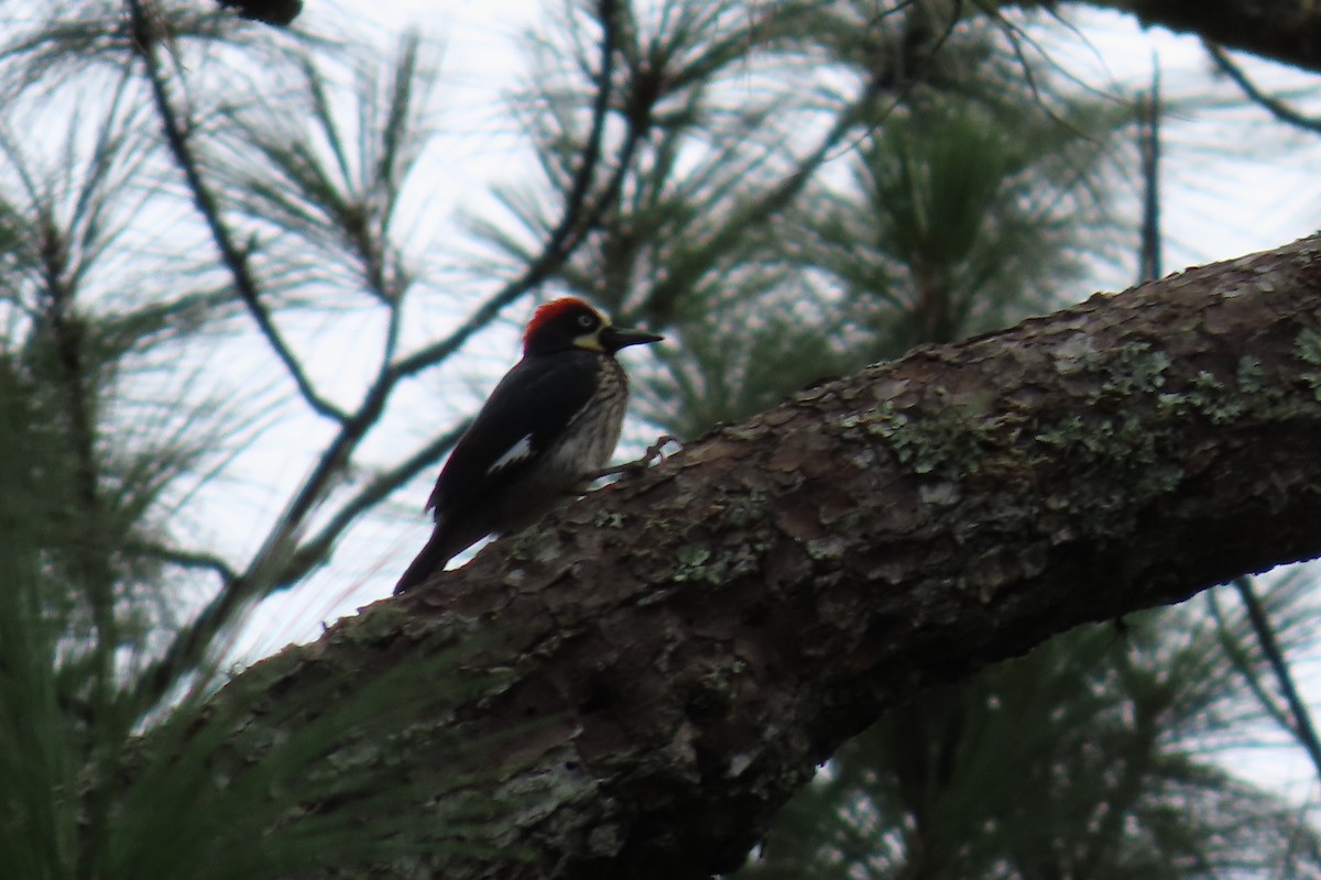 datel sběrač - ML646869579