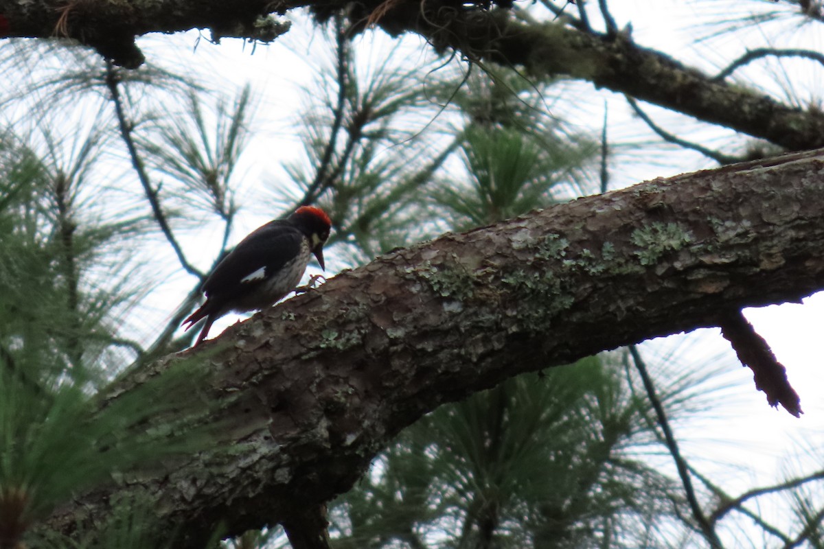 datel sběrač - ML646869580