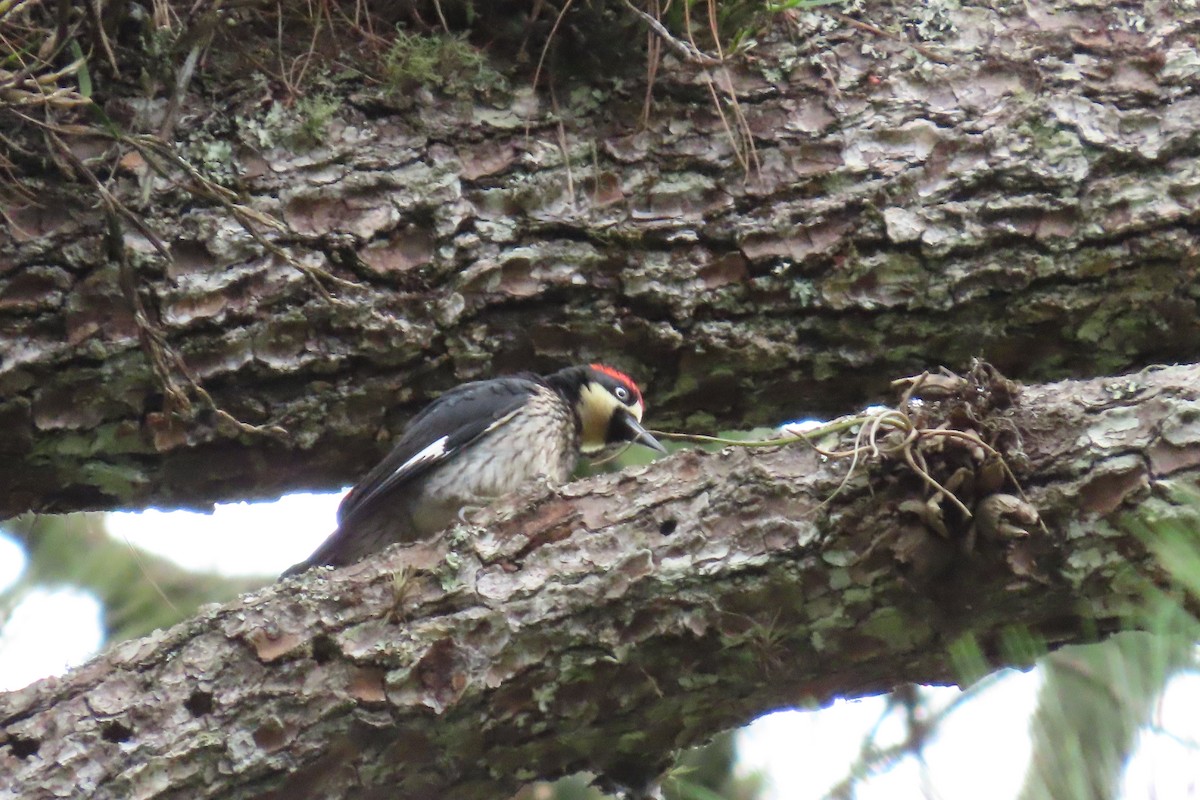 datel sběrač - ML646869581