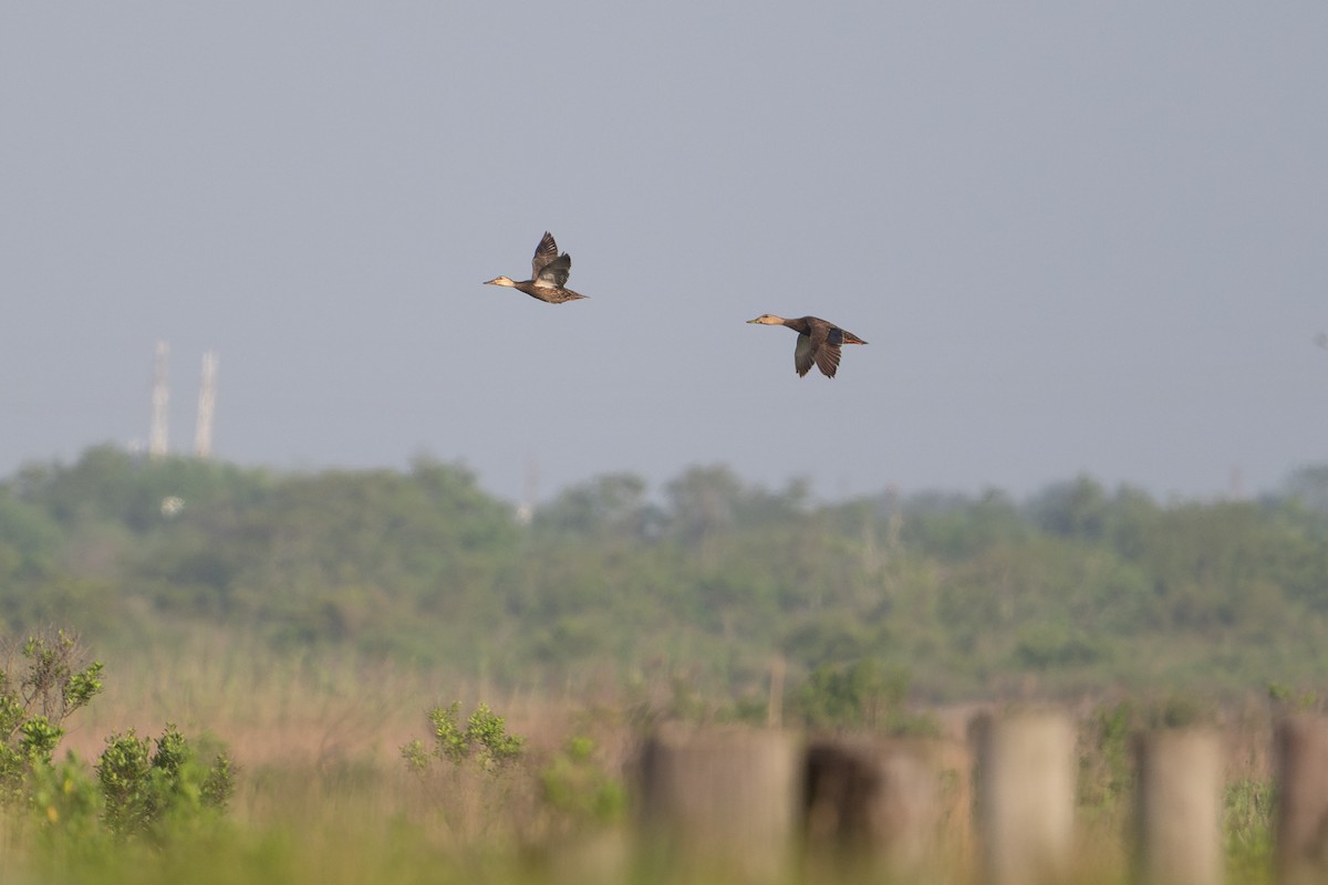 Ahate pikarta - ML646869582