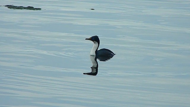 Imperial Cormorant (Imperial) - ML646869584