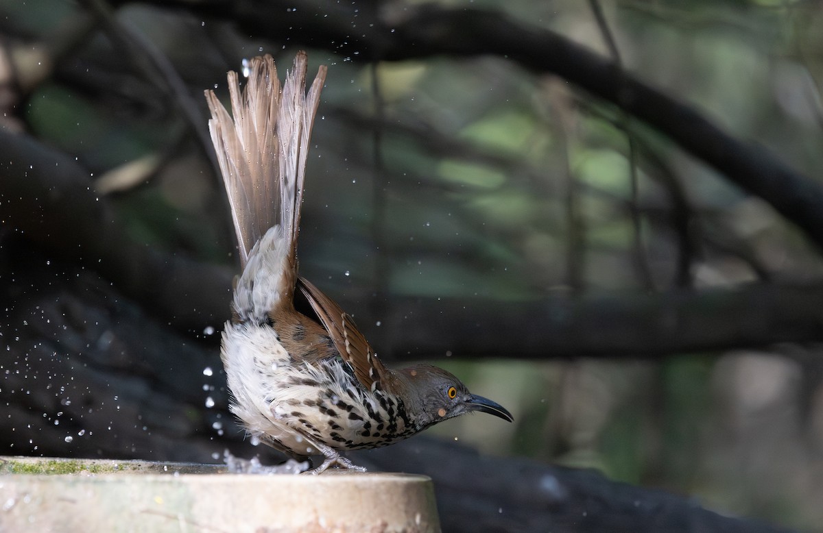 Long-billed Thrasher - ML646869596