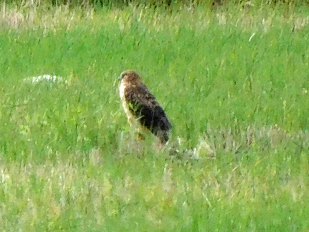 Лунь американський - ML646869599