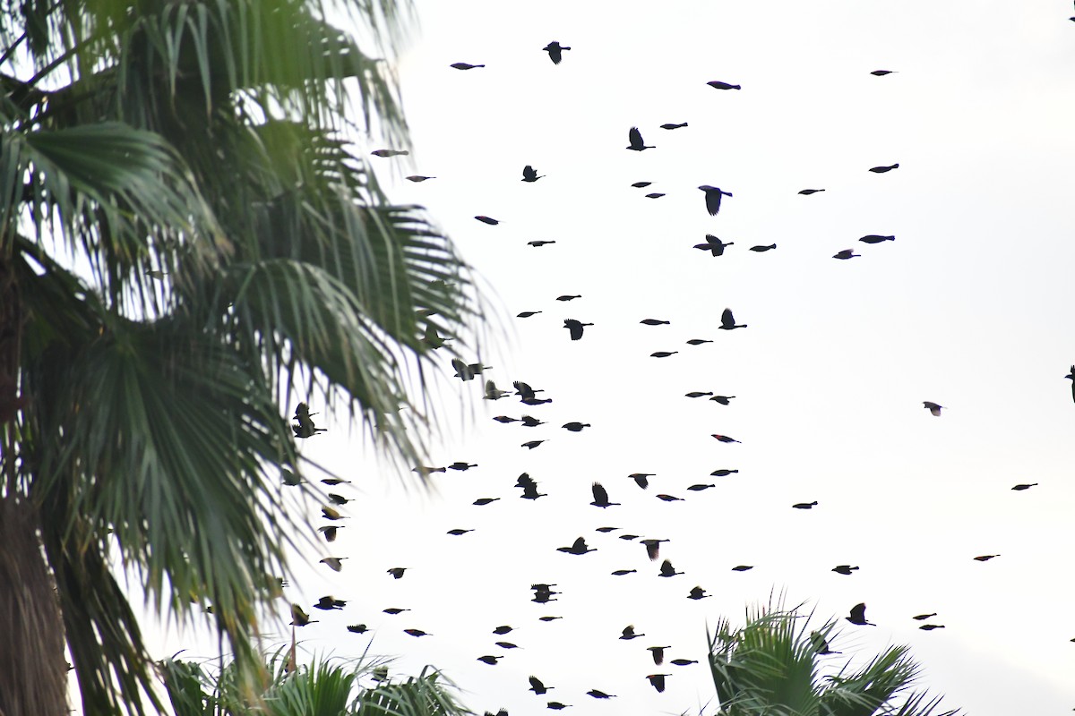 Red-winged Blackbird - ML646869600