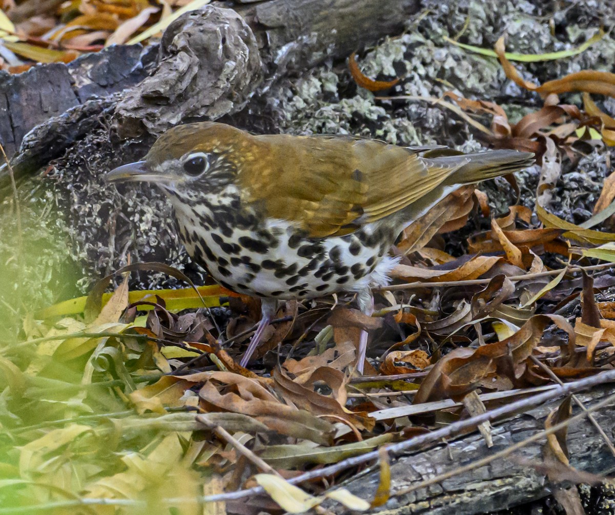 Zorzalito Maculado - ML646869603