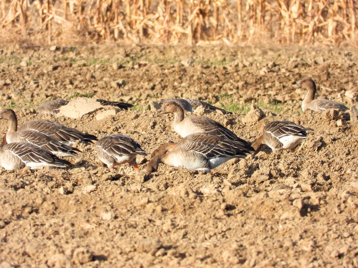 Tundra Bean-Goose - ML646869609