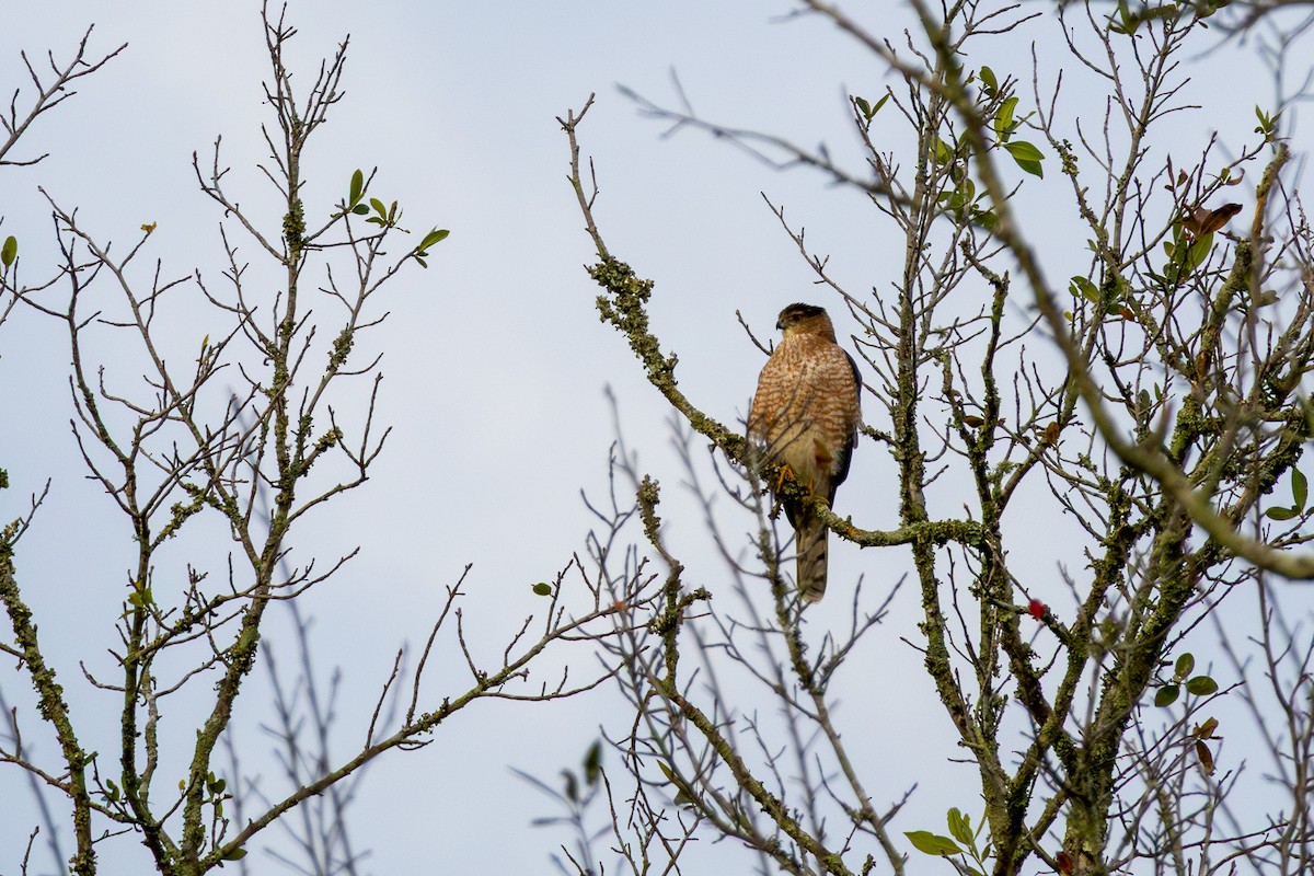 Cooper's Hawk - ML646869610