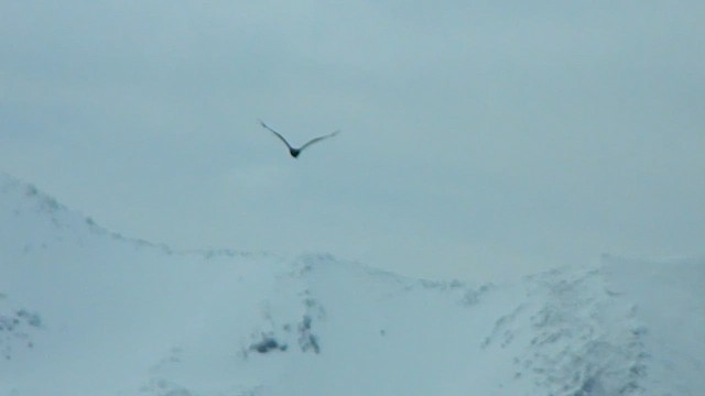 Zopilote indioilarra - ML646869611