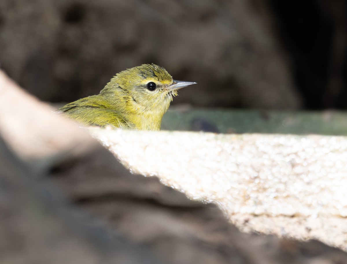 Tennessee Warbler - ML646869612