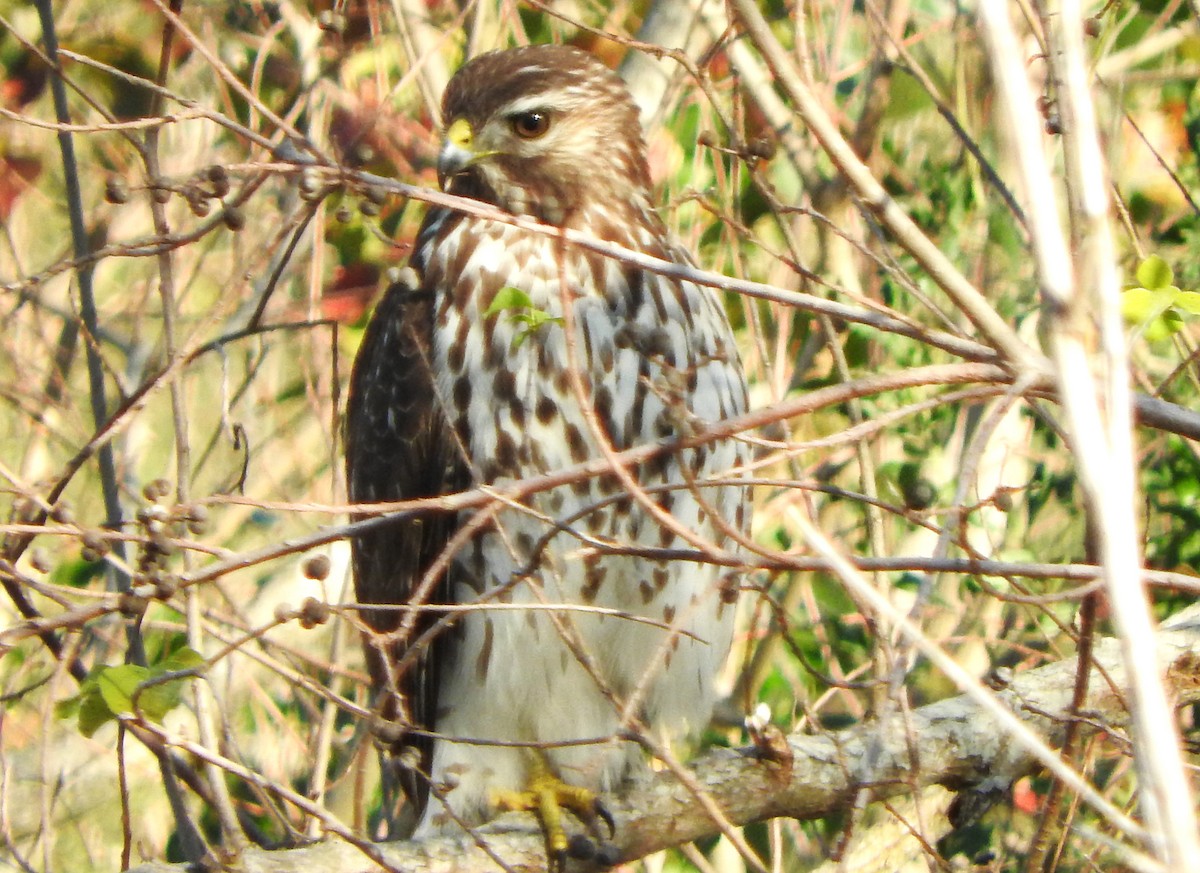 Broad-winged Hawk - ML646869615