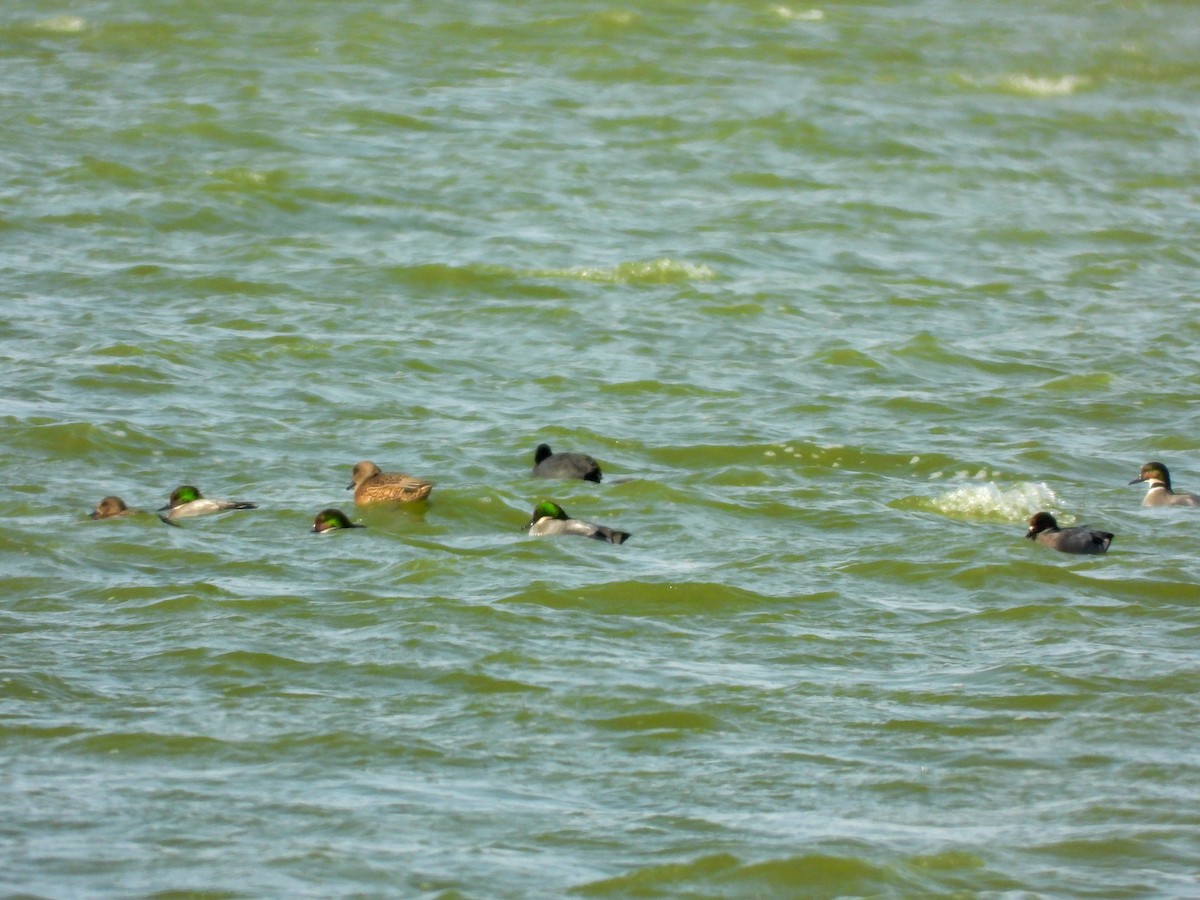 ヨシガモ - ML646869619