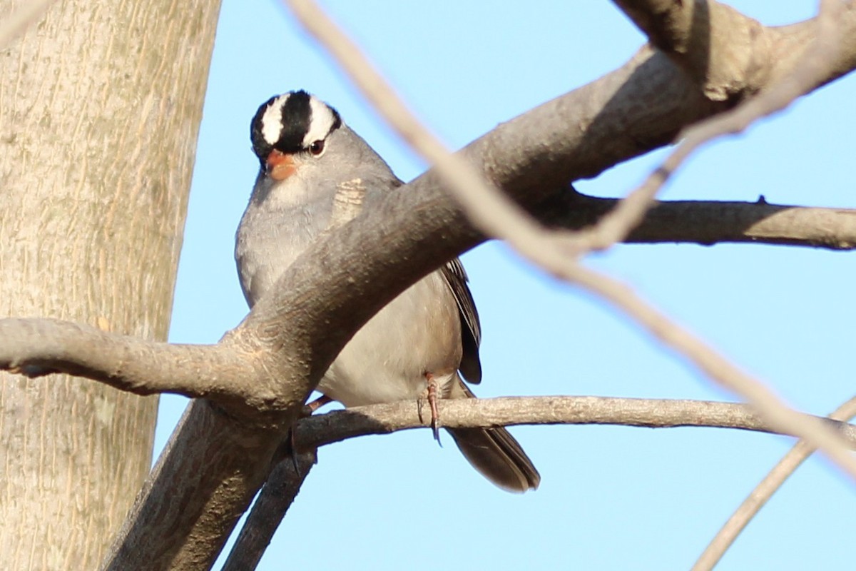 ミヤマシトド - ML646869623