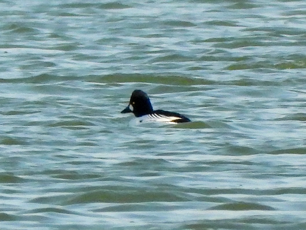 Quattrocchi - ML646869624