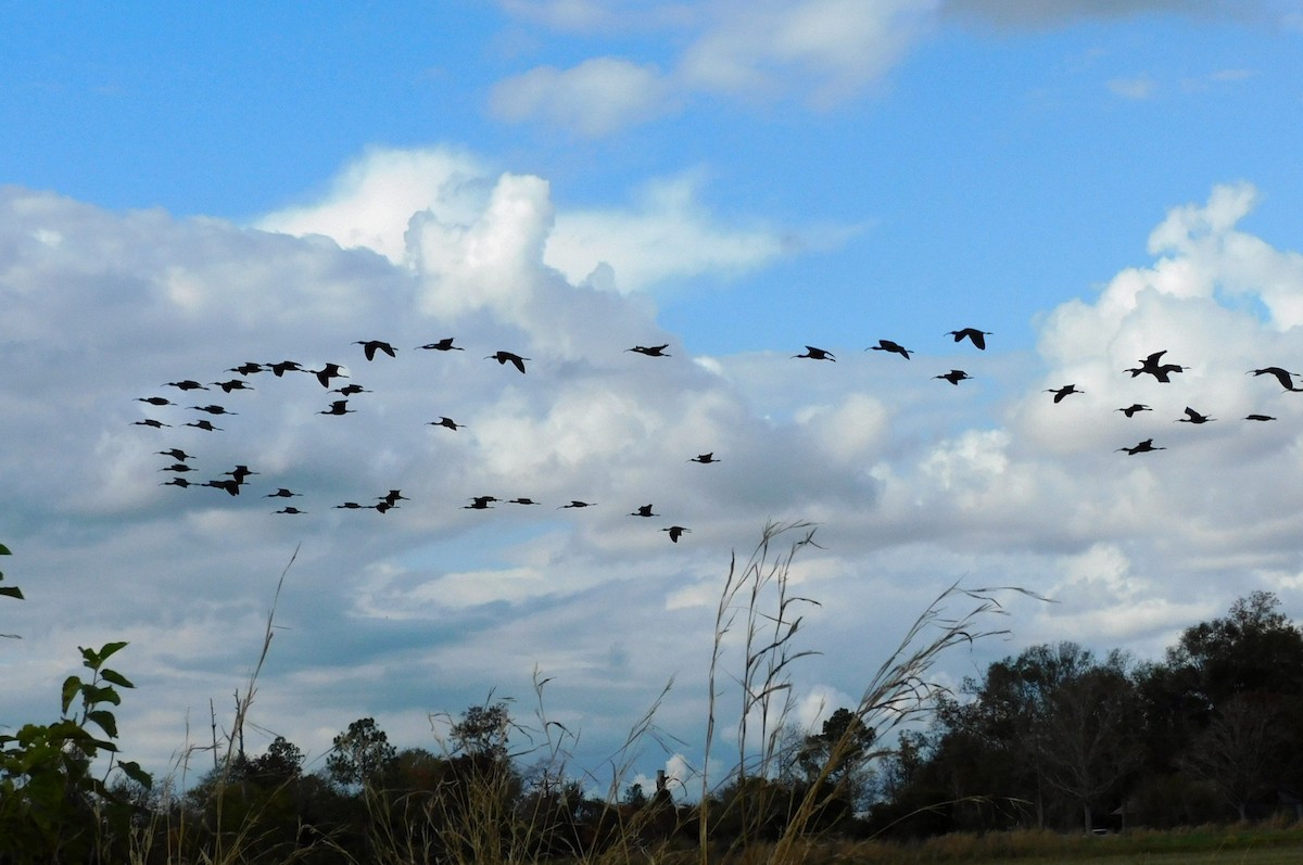 Трупіалові sp. - ML646869625