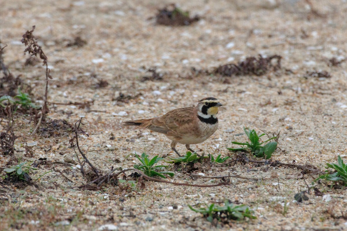 Alondra Cornuda - ML646869626