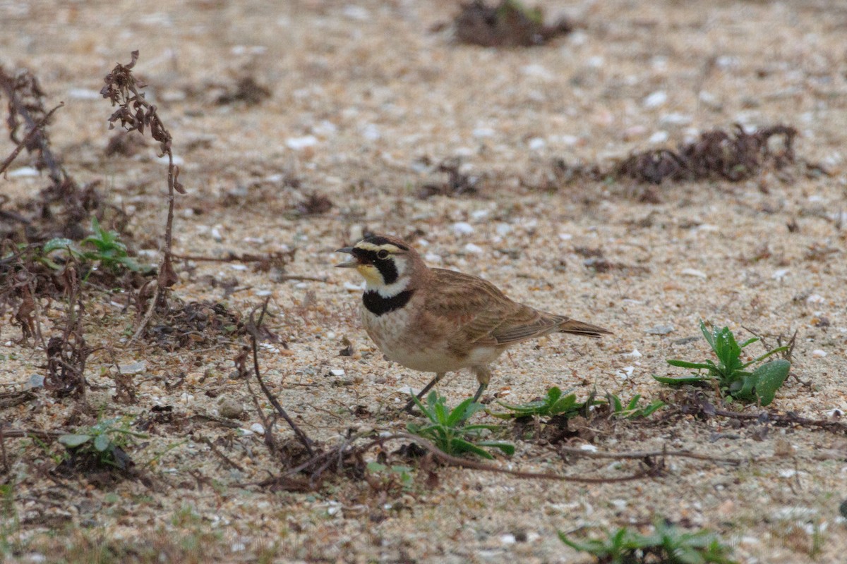 Alondra Cornuda - ML646869627