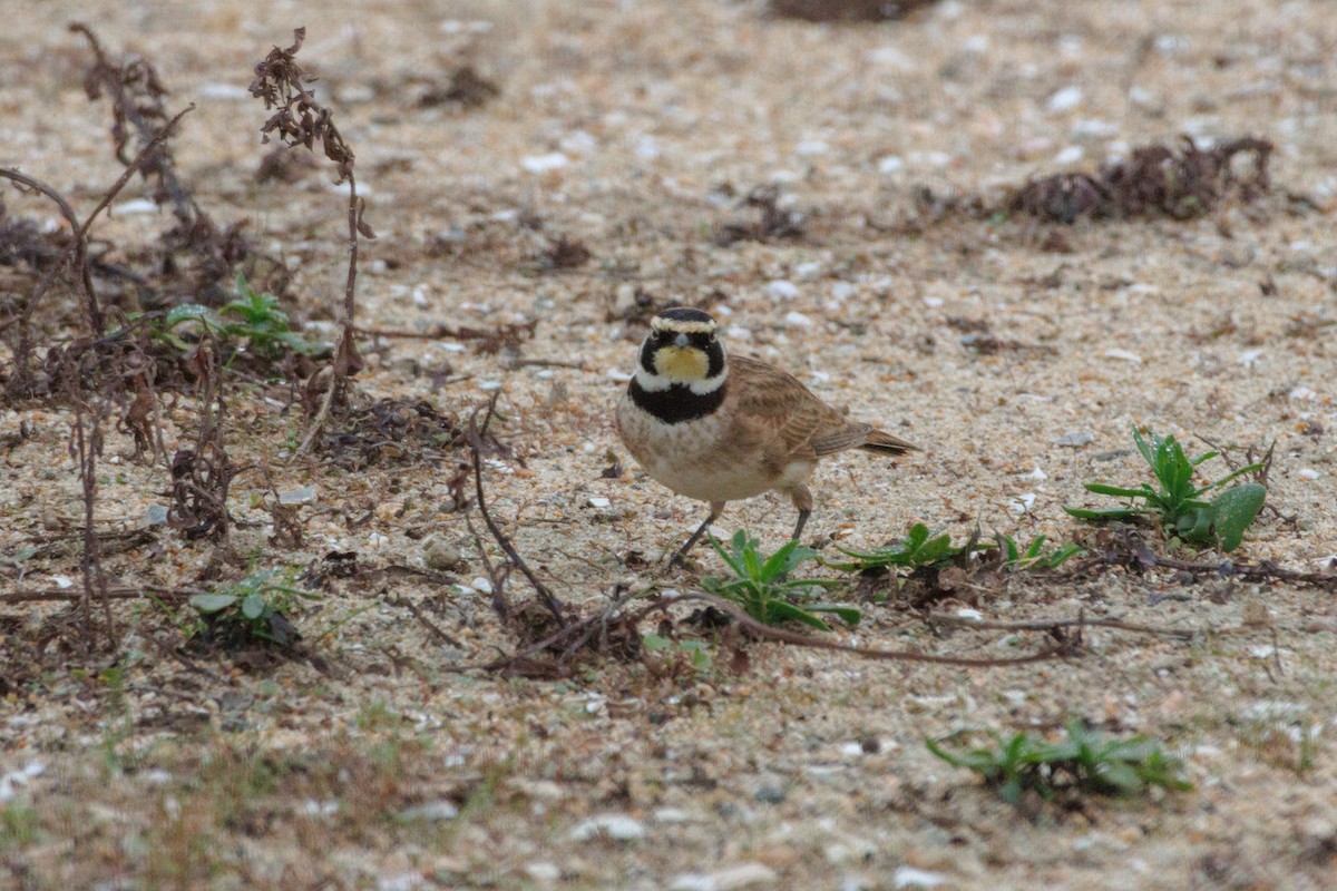 Alondra Cornuda - ML646869628