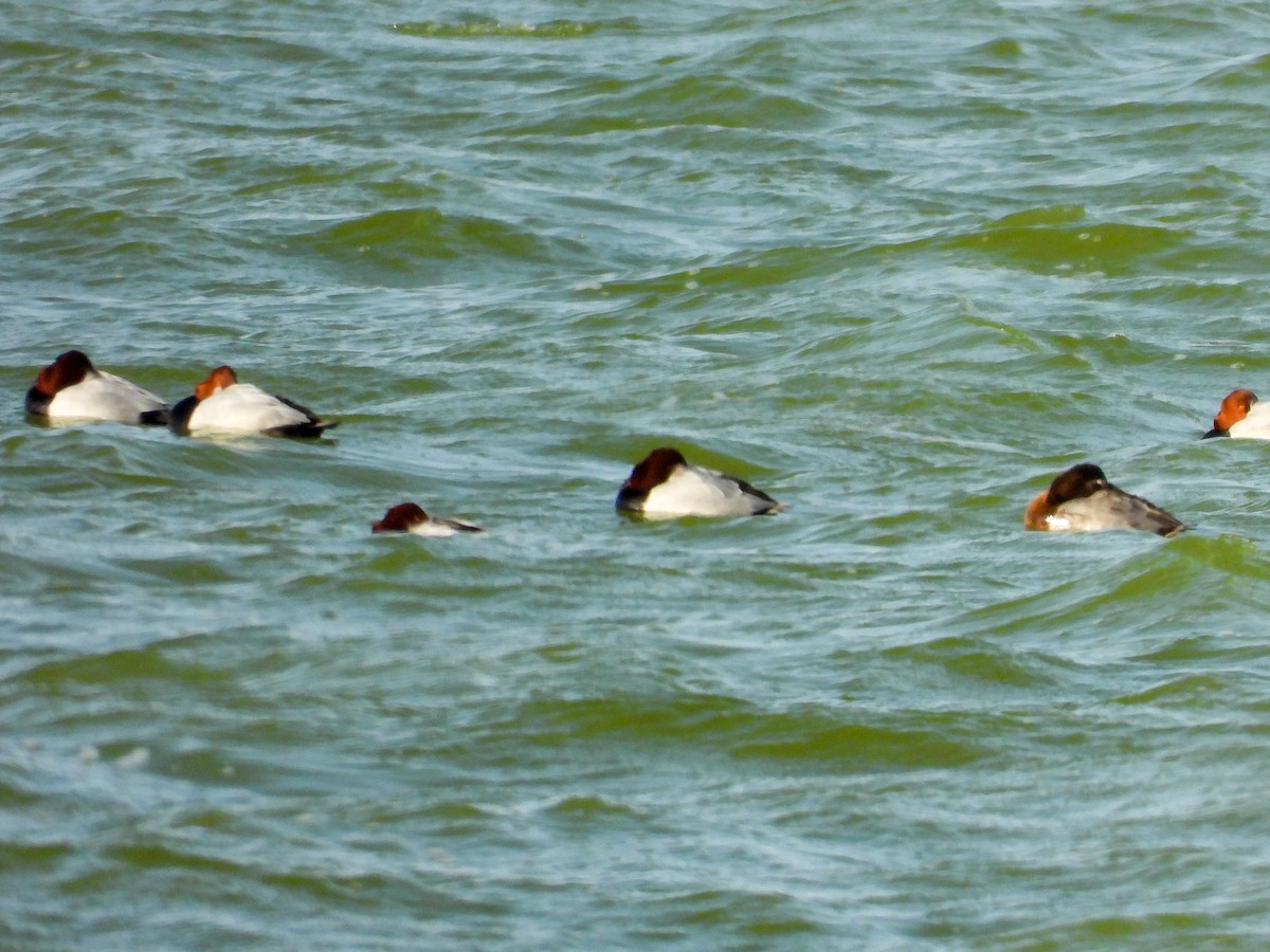 taffeland - ML646869629