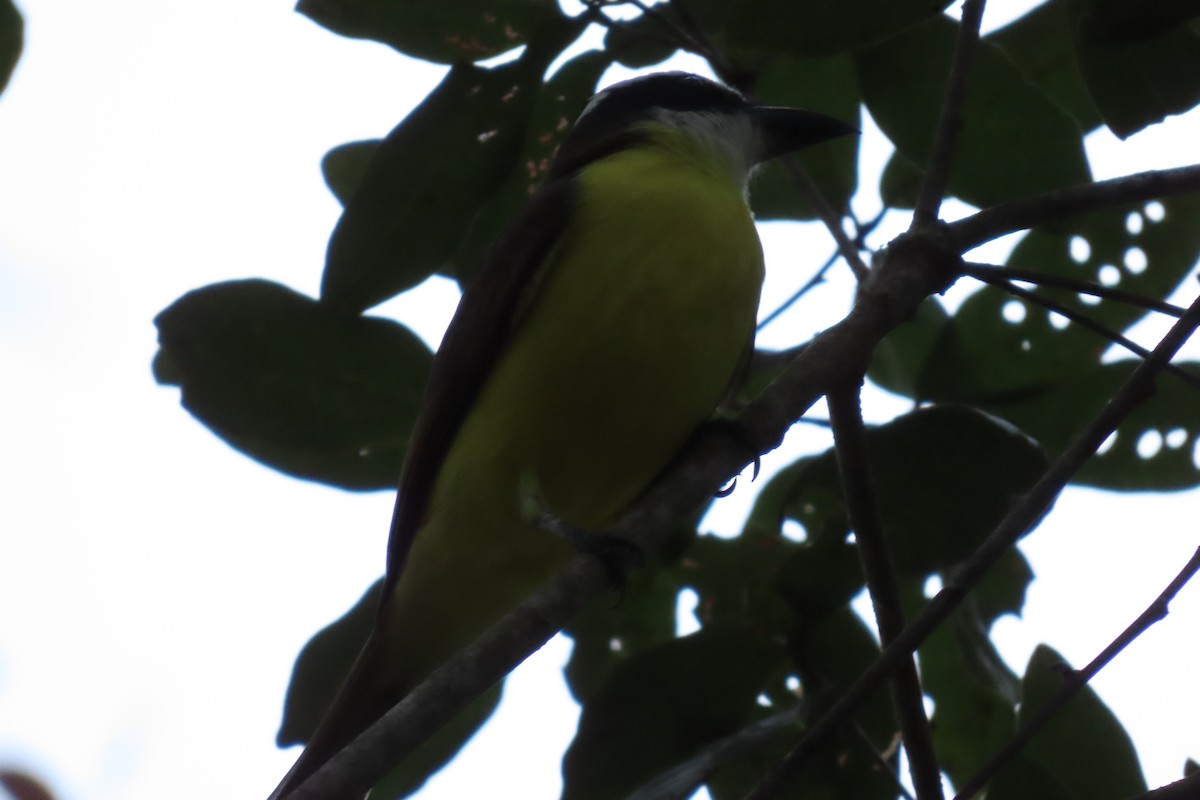 Boat-billed Flycatcher - ML646869631