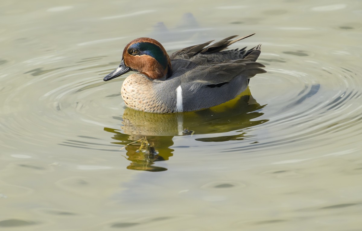 Cerceta Común - ML646869633