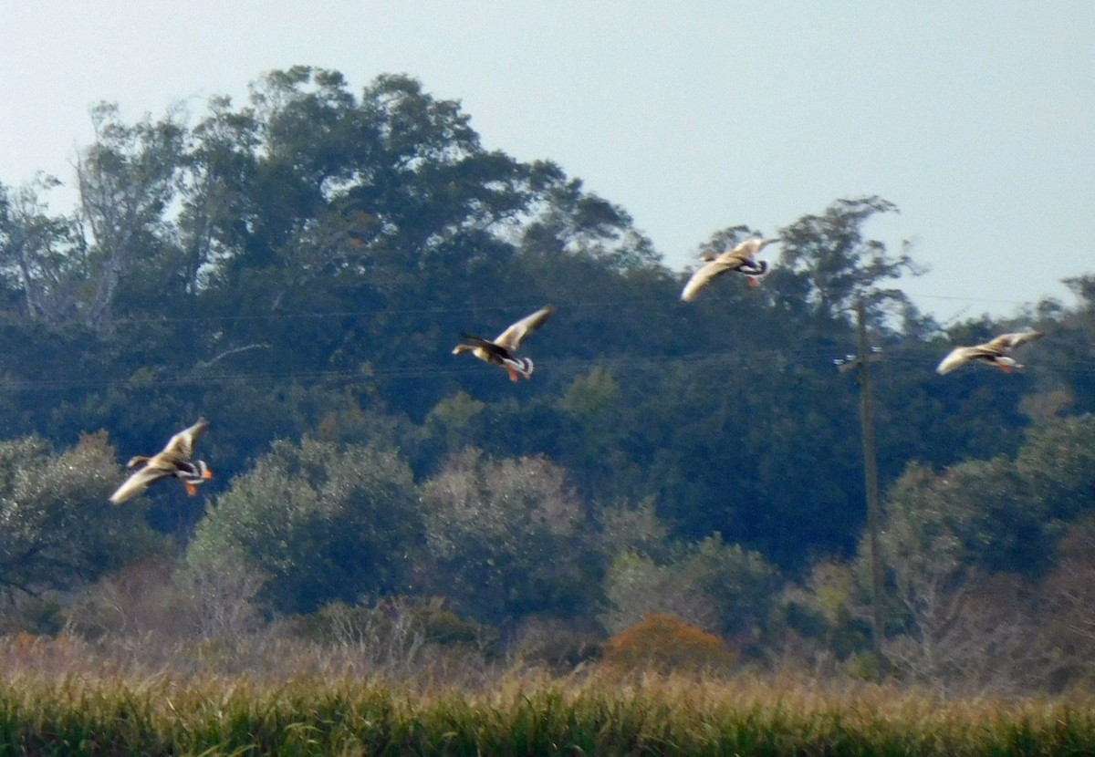 Гуска білолоба - ML646869634