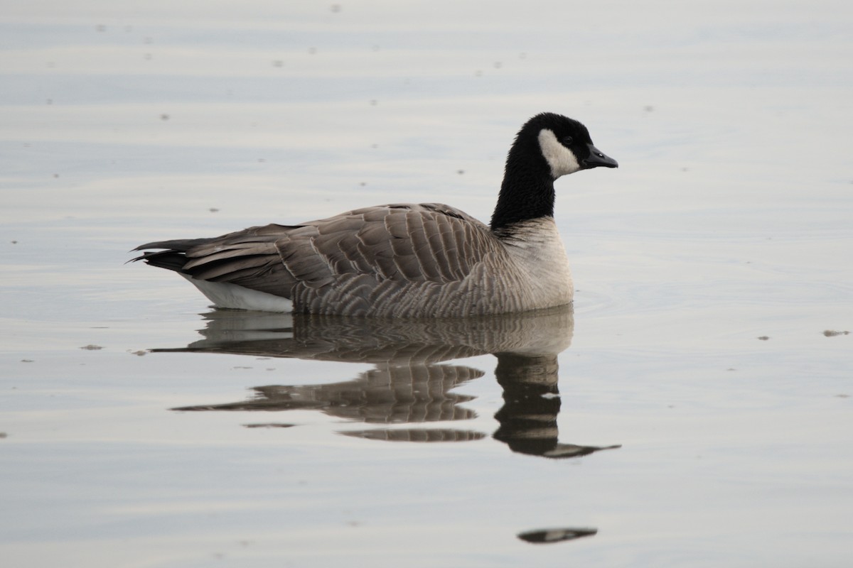 Oca canadese minore - ML646869639